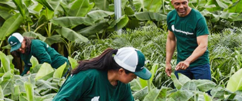 Your Personal Forest Delivered Fast